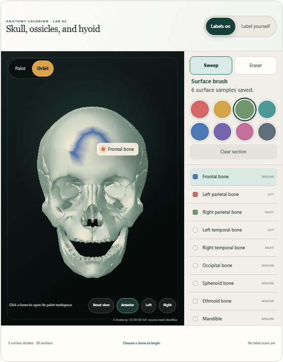 Current skull coloring lab with saved surface paint on the frontal bone and three started bone colors